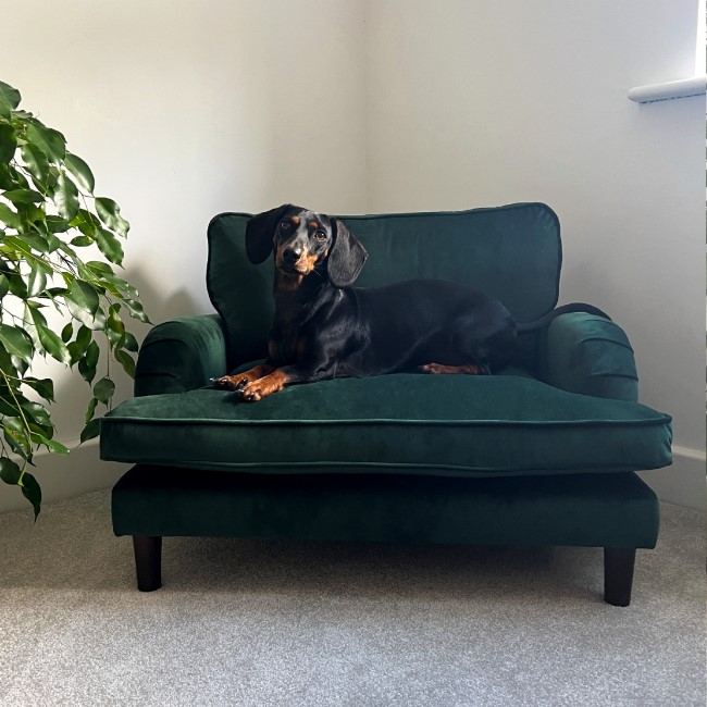 Pet Sofa Bed in Green Velvet - Suitable for Dogs & Cats -Payton