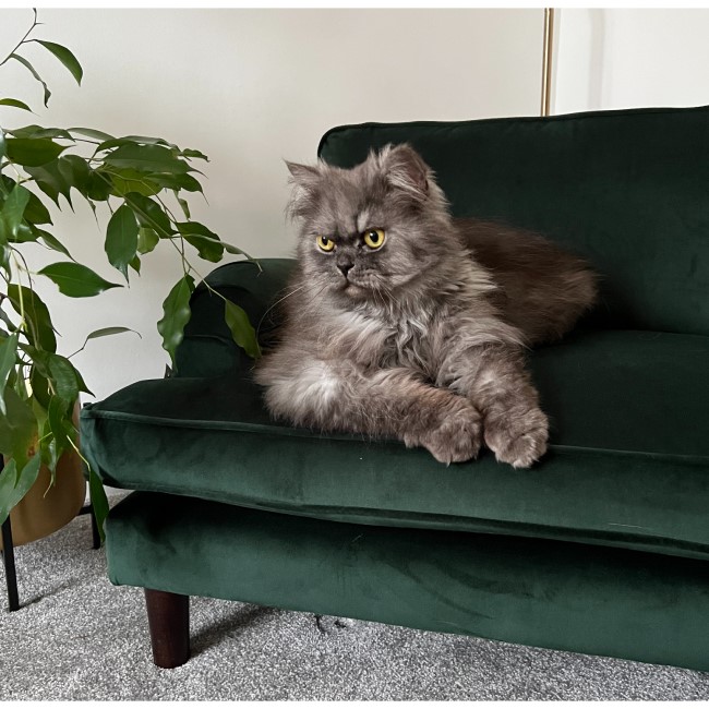 Pet Sofa Bed in Green Velvet - Suitable for Dogs & Cats -Payton